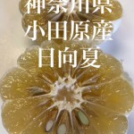 神奈川県小田原産日向夏